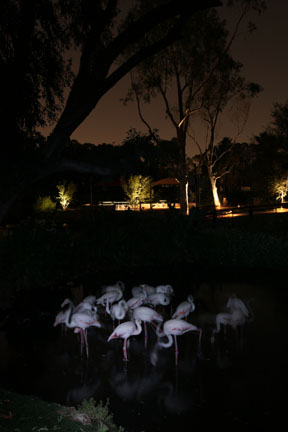 Night Zoo, June 11, 2011