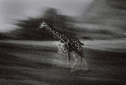 Night Zoo, June 11, 2011