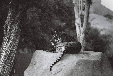 Night Zoo, June 11, 2011