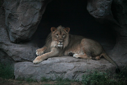 Night Zoo - May 27, 2011