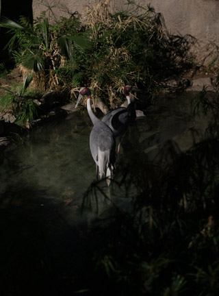 Night Zoo - May 27, 2011