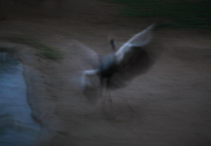 Night Zoo - May 27, 2011