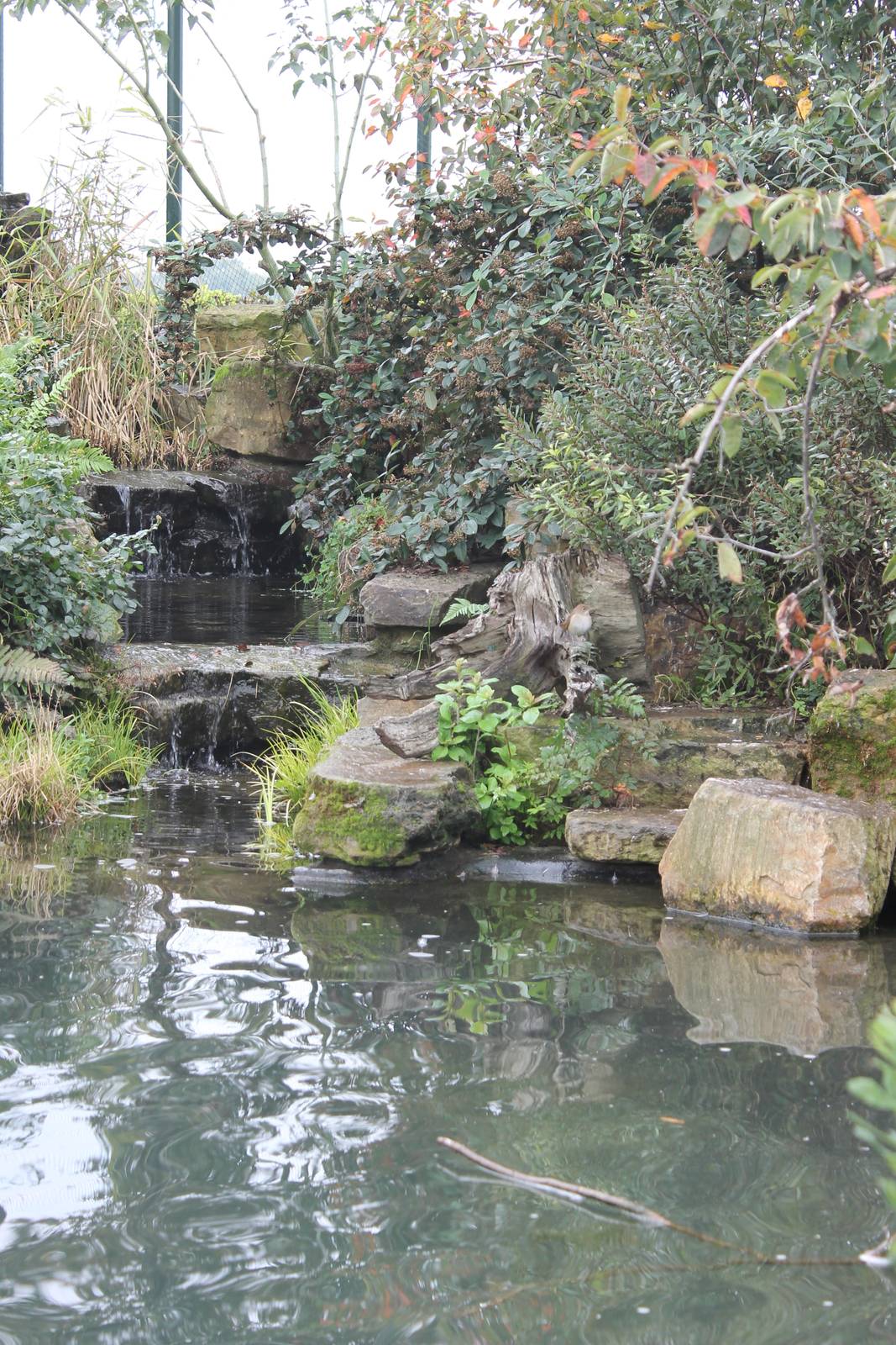 Nightingale at waterfall