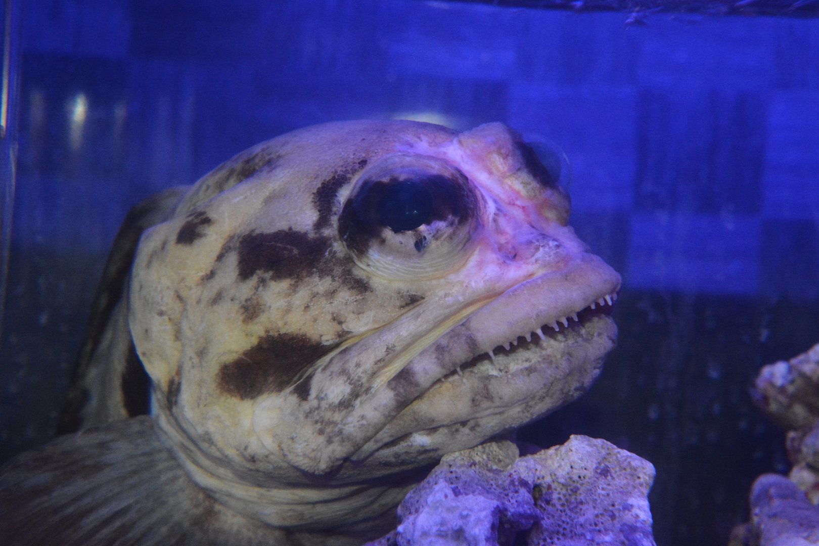 Nightmare fuel: Black jawfish (Opistognathus cf. inornatus)