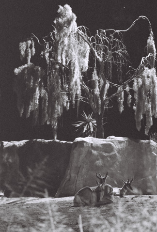 nighttime zoo, tmax 3200