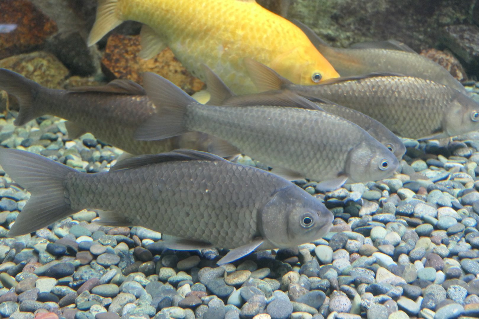 Nigorobuna (Carassius "auratus" grandoculis) - Lake Biwa Museum