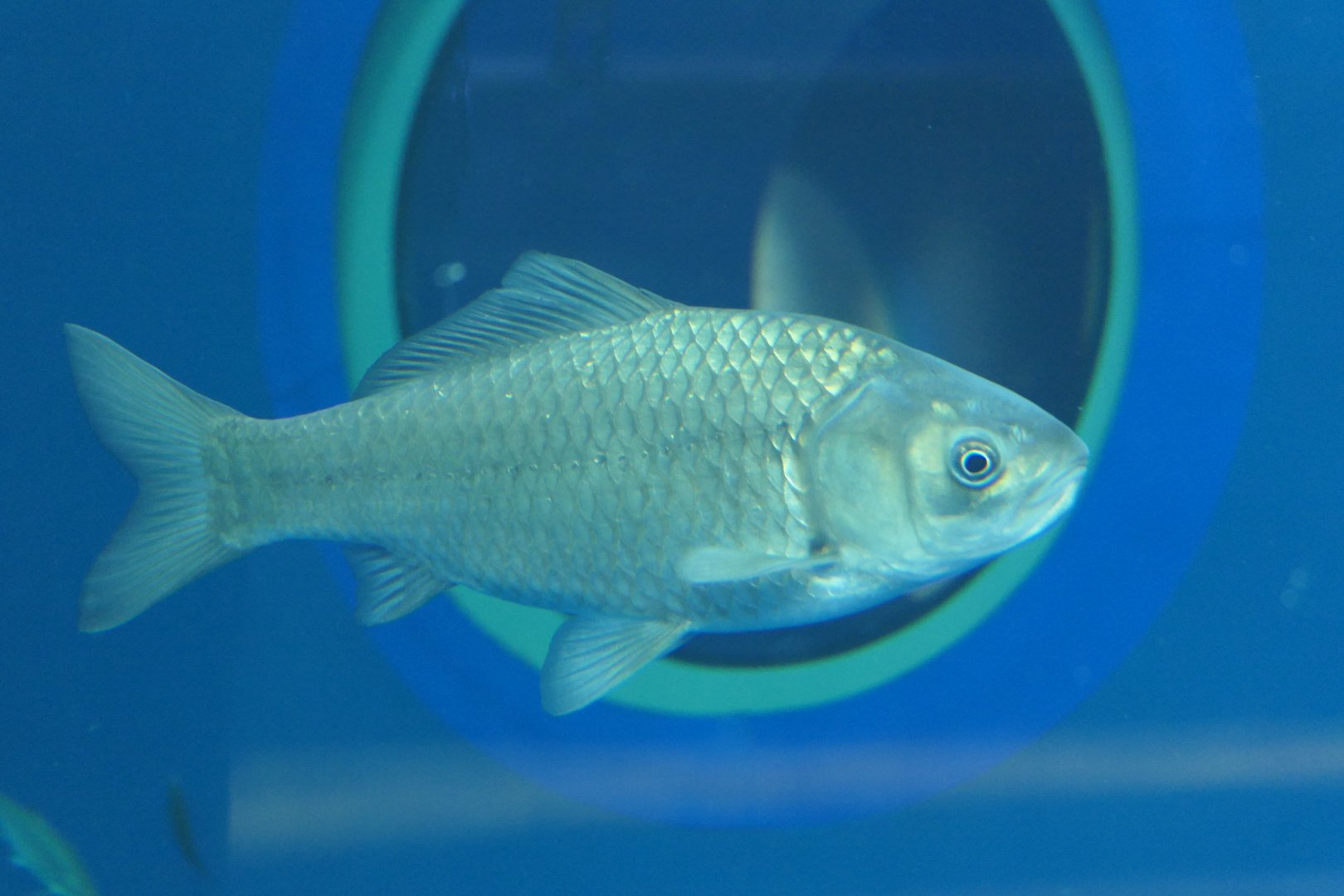 Nigorobuna (Carassius "auratus" grandoculis) - Lake Biwa Museum
