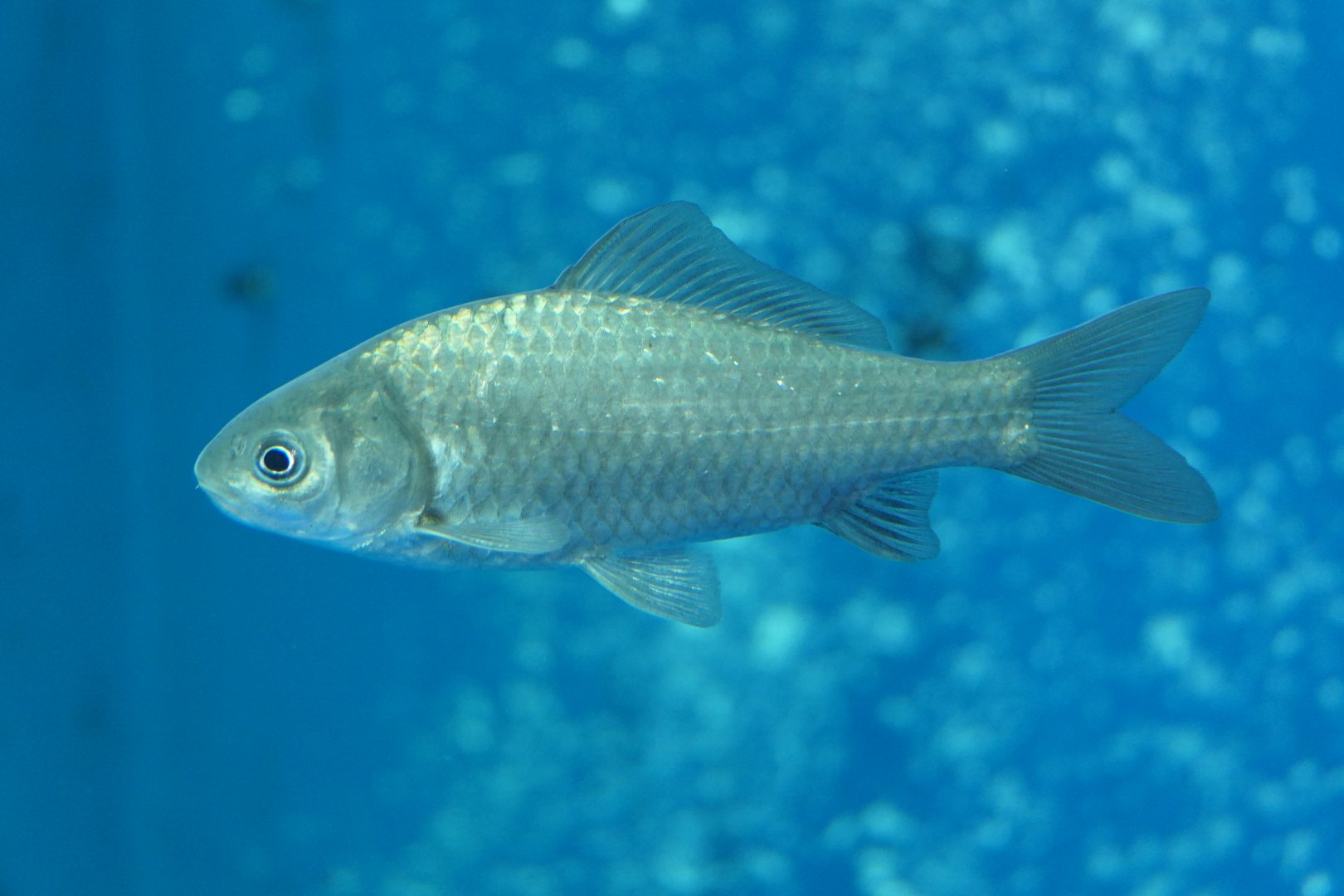 Nigorobuna (Carassius "auratus" grandoculis) - Lake Biwa Museum