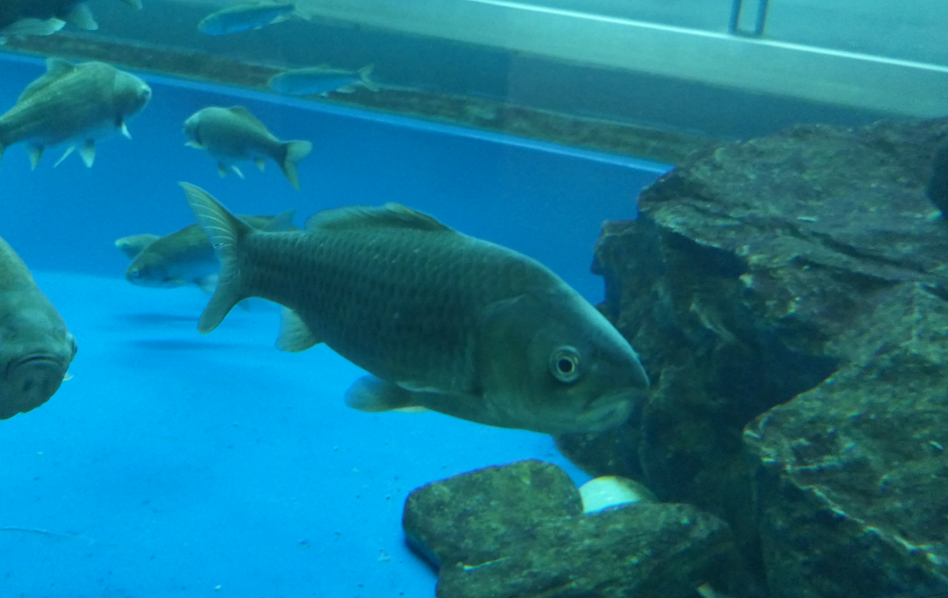 Nigorobuna (Carassius "auratus" grandoculis) - Lake Biwa Museum