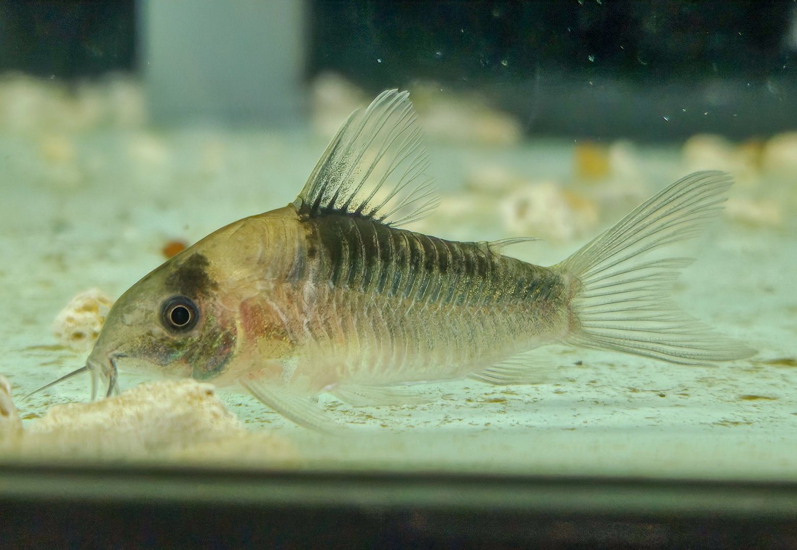 Nijssen's Cory, C111 (Gastrodermus nijsseni)