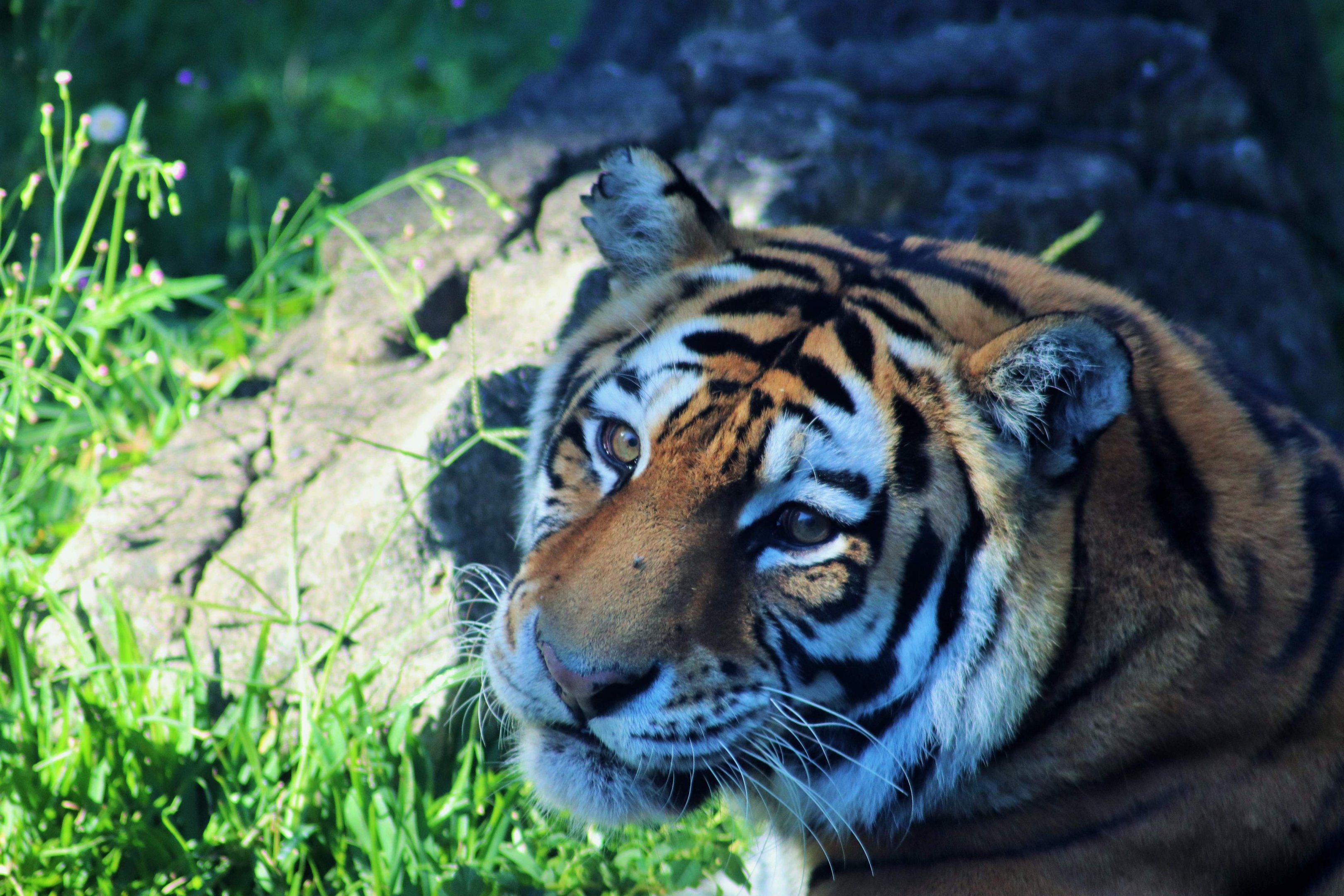 'Nika' - Hybrid Tiger (Panthera tigris)