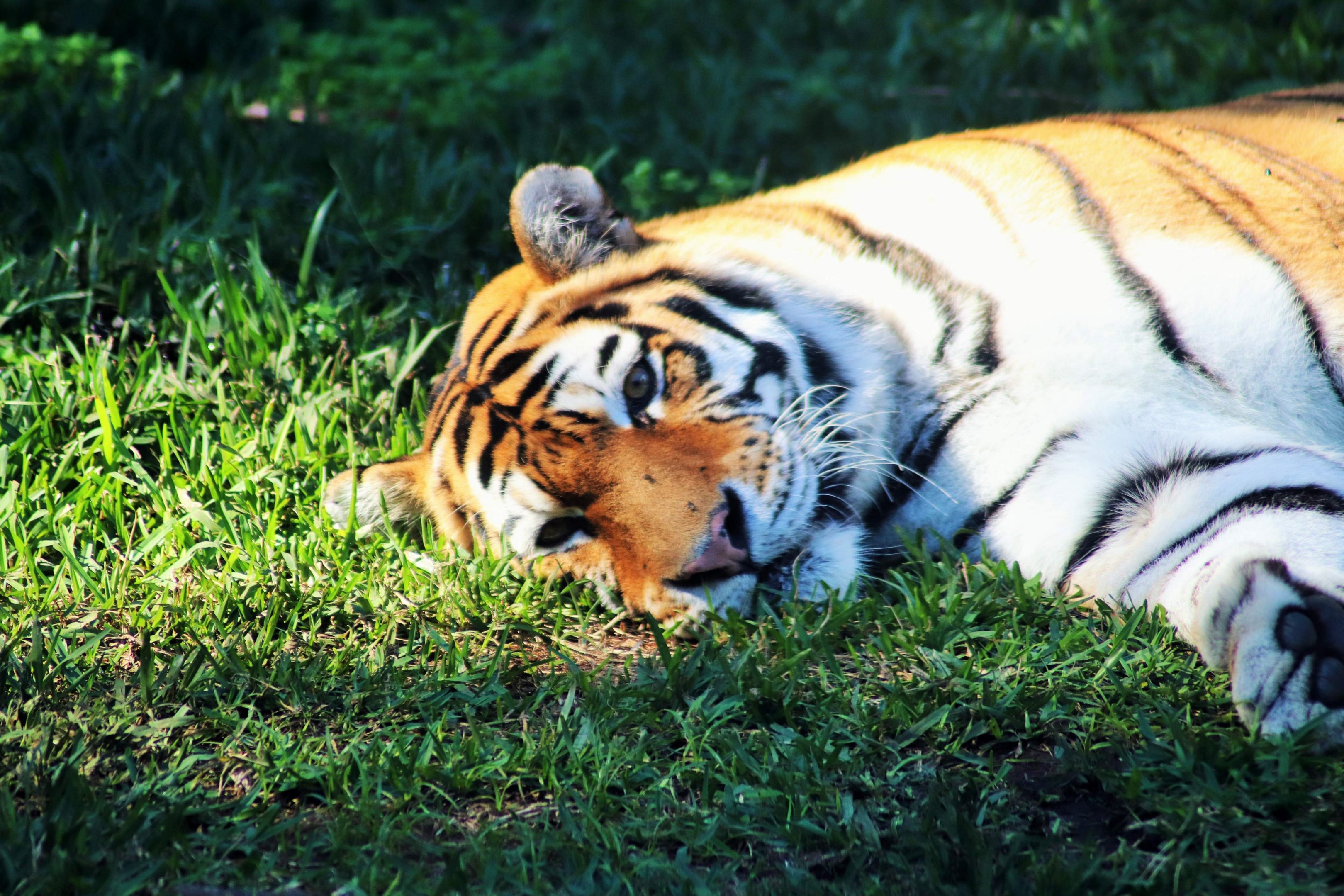 'Nika' - Hybrid Tiger (Panthera tigris)
