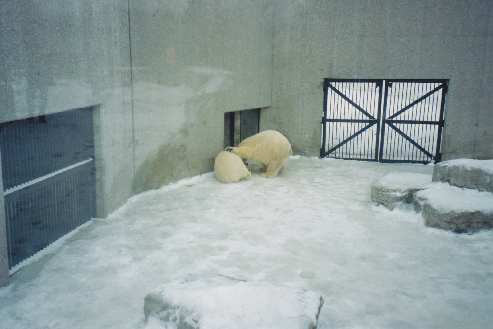 Nikita and Aurora 2002