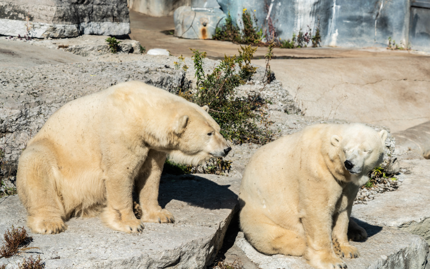 Nikita (left) and Aurora (right) the Polar Bears twin sisters