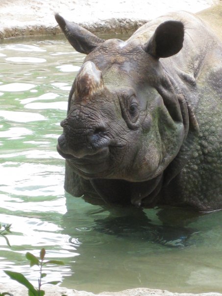 Nikki the first impregnated Indian rhino from AI