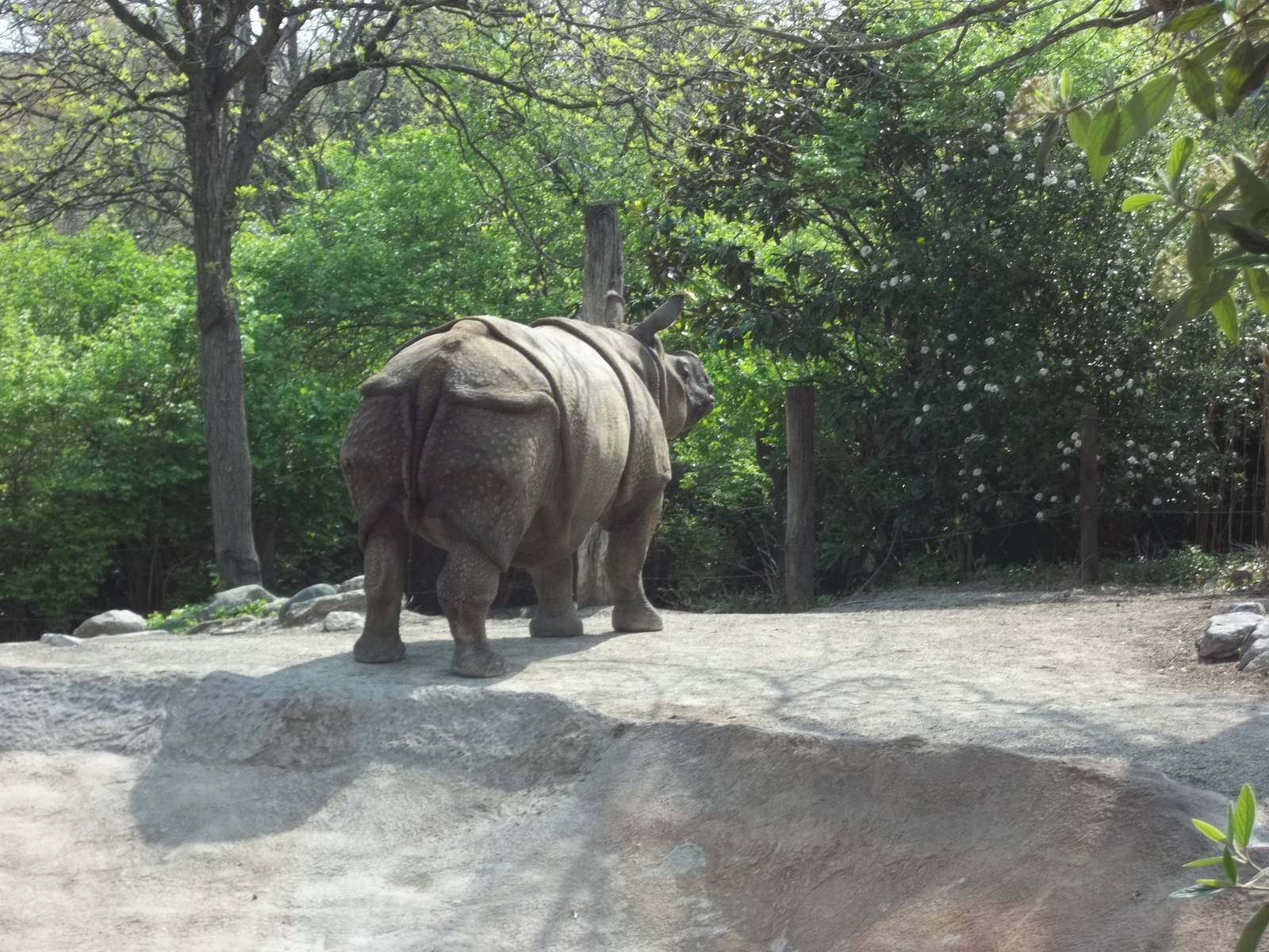 Nikki the Indian Rhinoceros