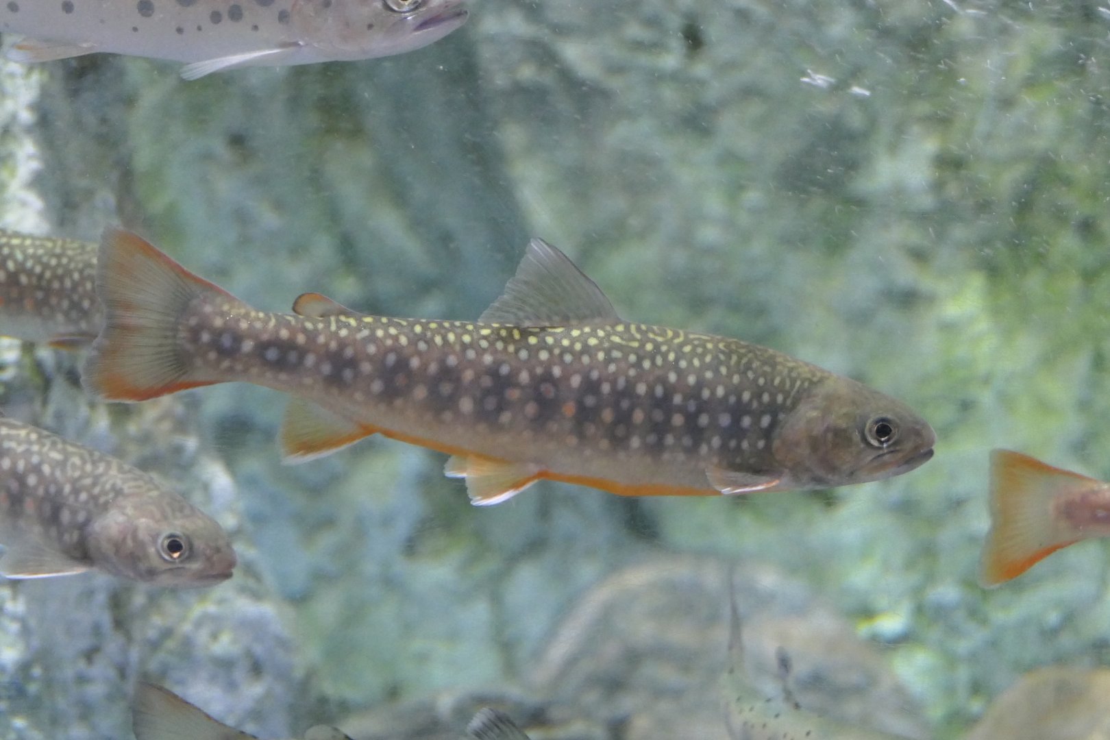 Nikkou Char (Salvelinus leucomaenis pluvius) - Uozu Aquarium
