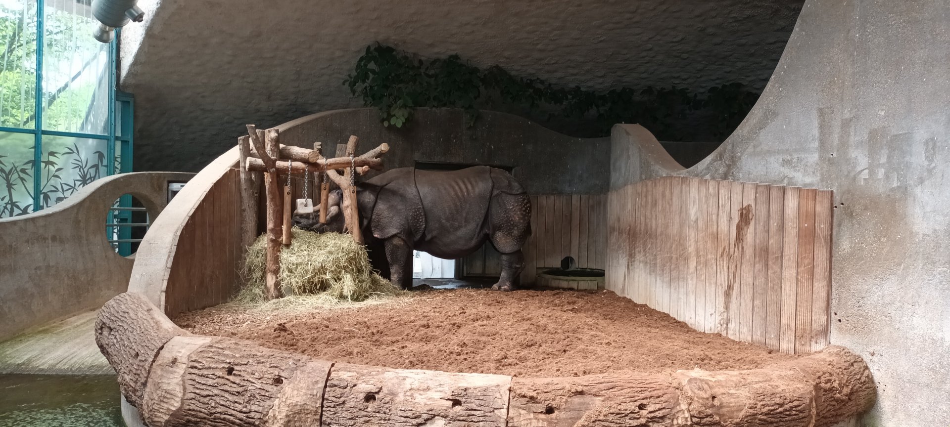 Niko the Indian Rhinoceros