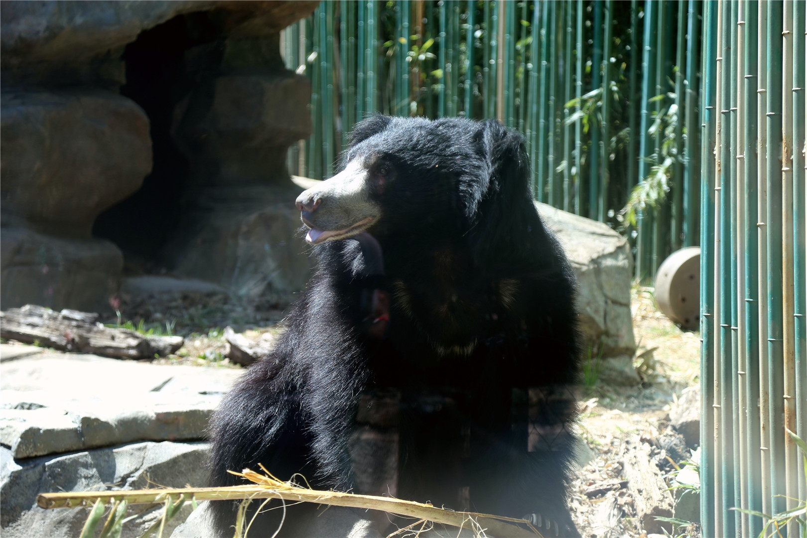 Niko the Sloth Bear