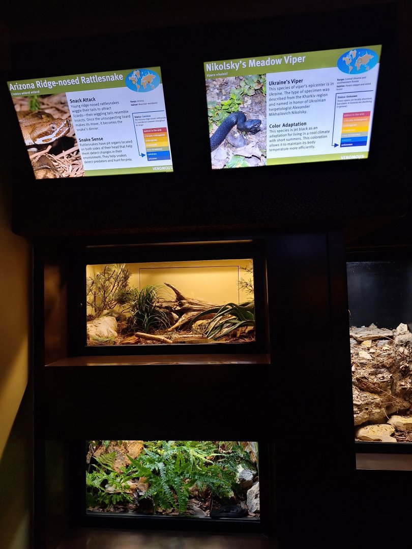 Nikolsky's meadow viper and Arizona ridge nosed rattlesnake enclosures