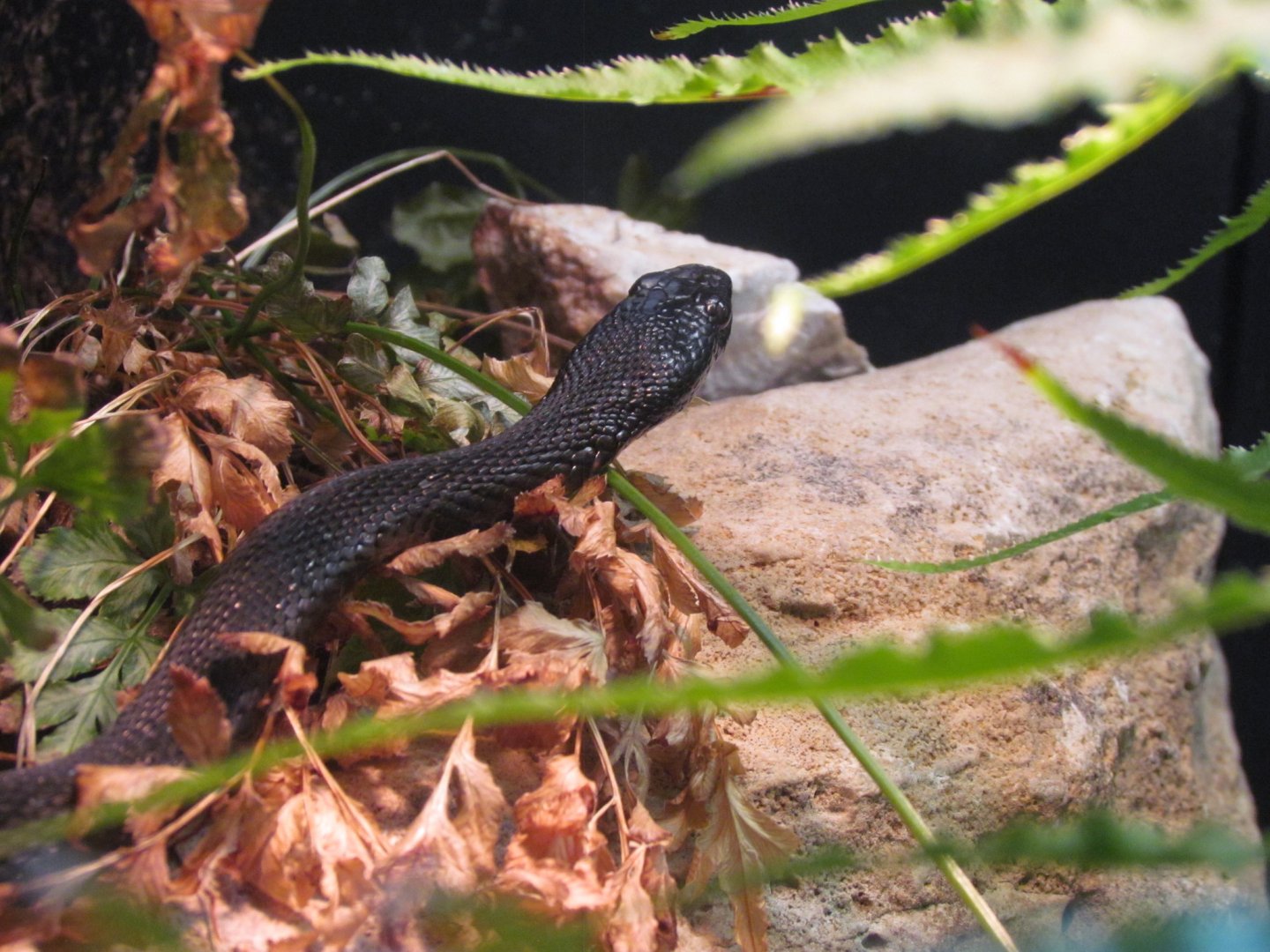 Nikolsky’s Meadow Viper