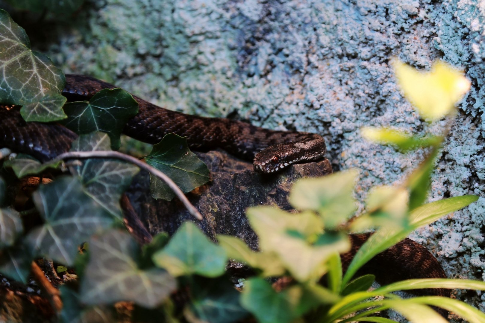 Nikolsky's Viper (Vipera nikolskii)