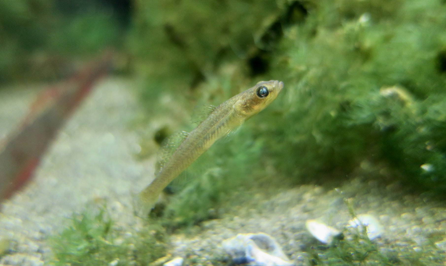 Nikuhaze (Gymnogobius heptacanthus), a goby