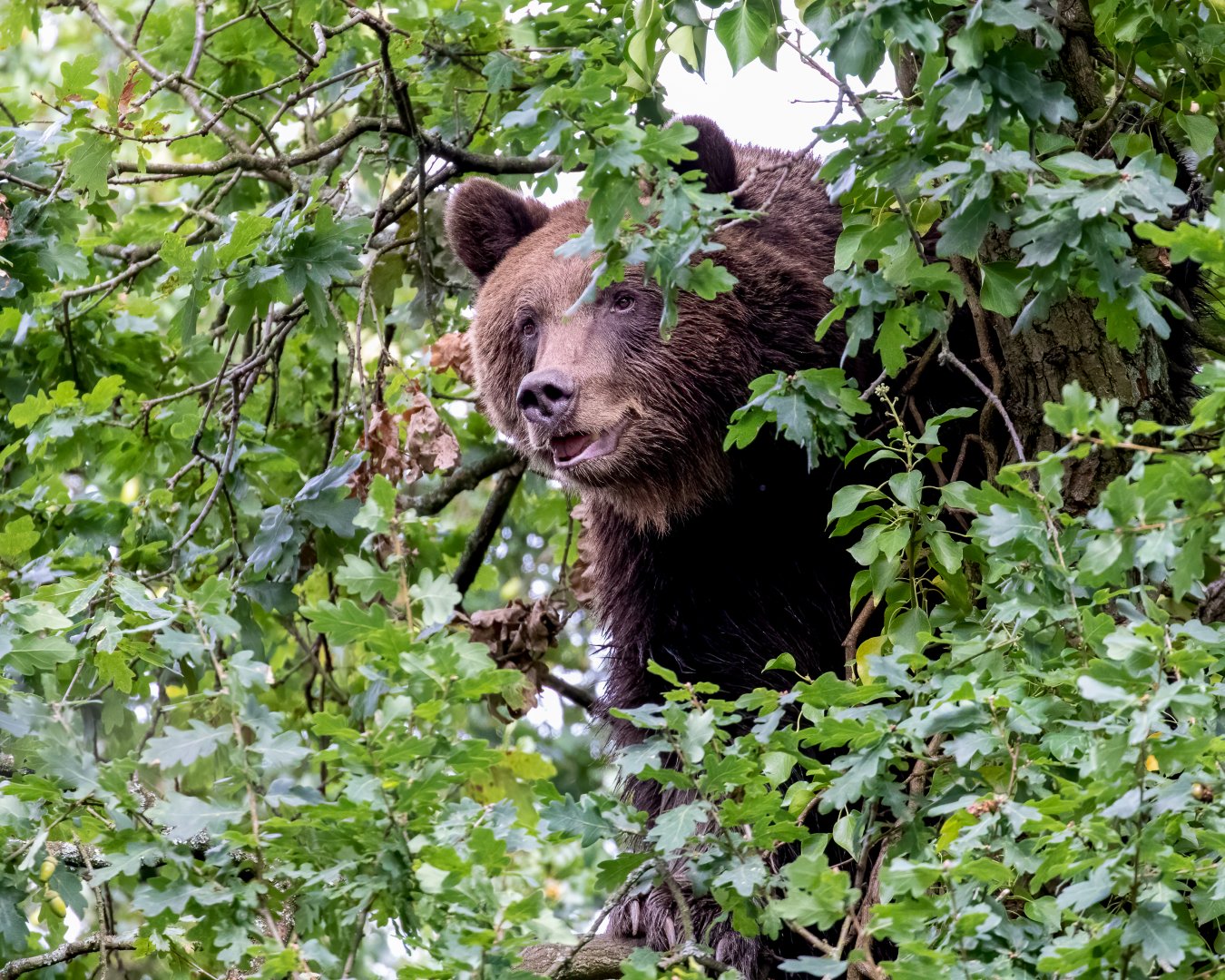 Nilas - European Brown Bear / Wild Place Project / 4-9-20