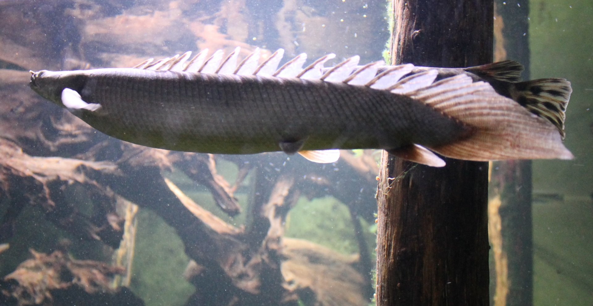 Nile Bichir