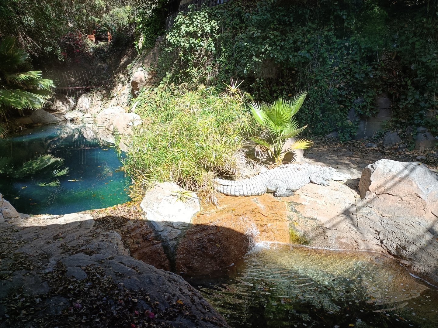 Nile cocodrile exhibit