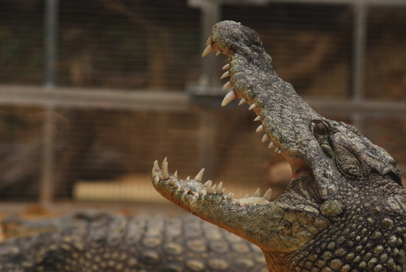 Nile corcodile
