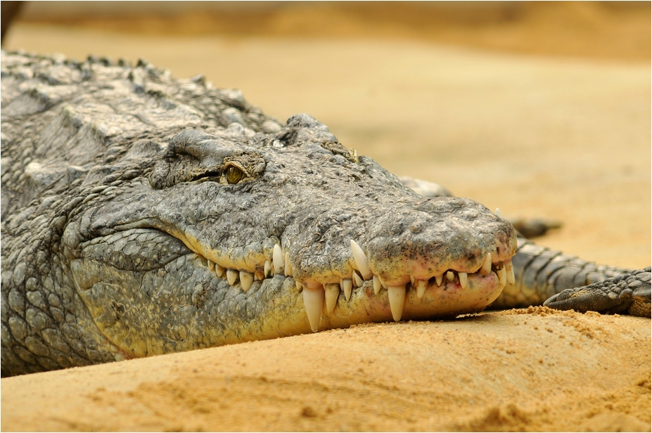 Nile croc at Köln Zoo