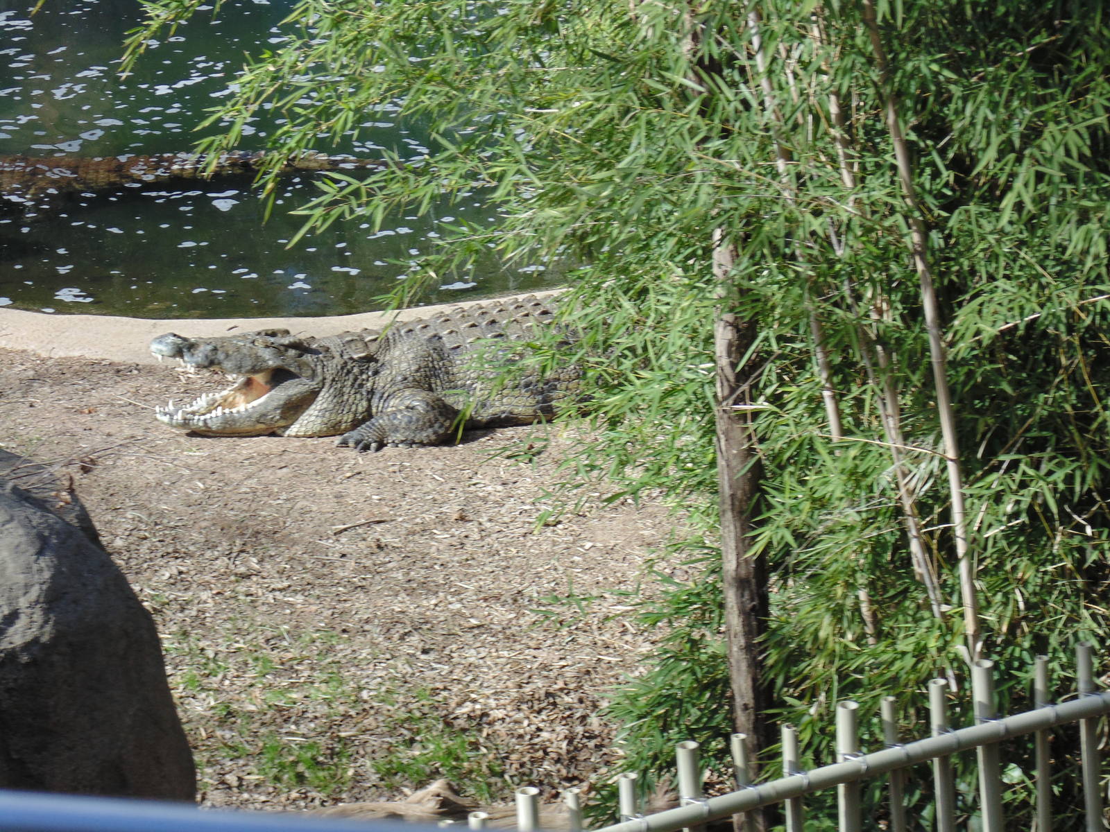 Nile Croc from Monorail