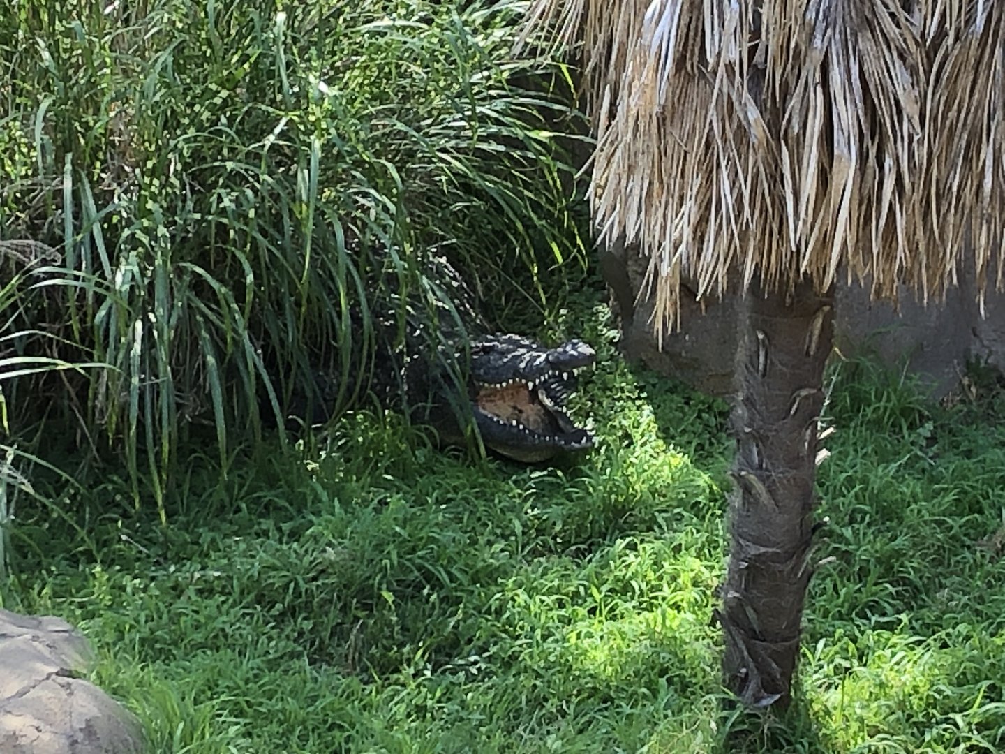 Nile Croc Out of Water