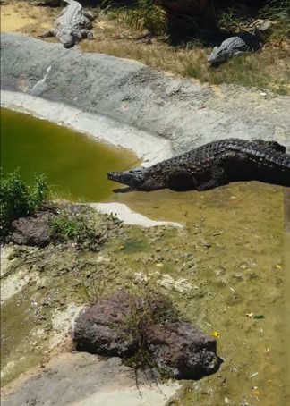 Nile croc slide! (Aug 2020)