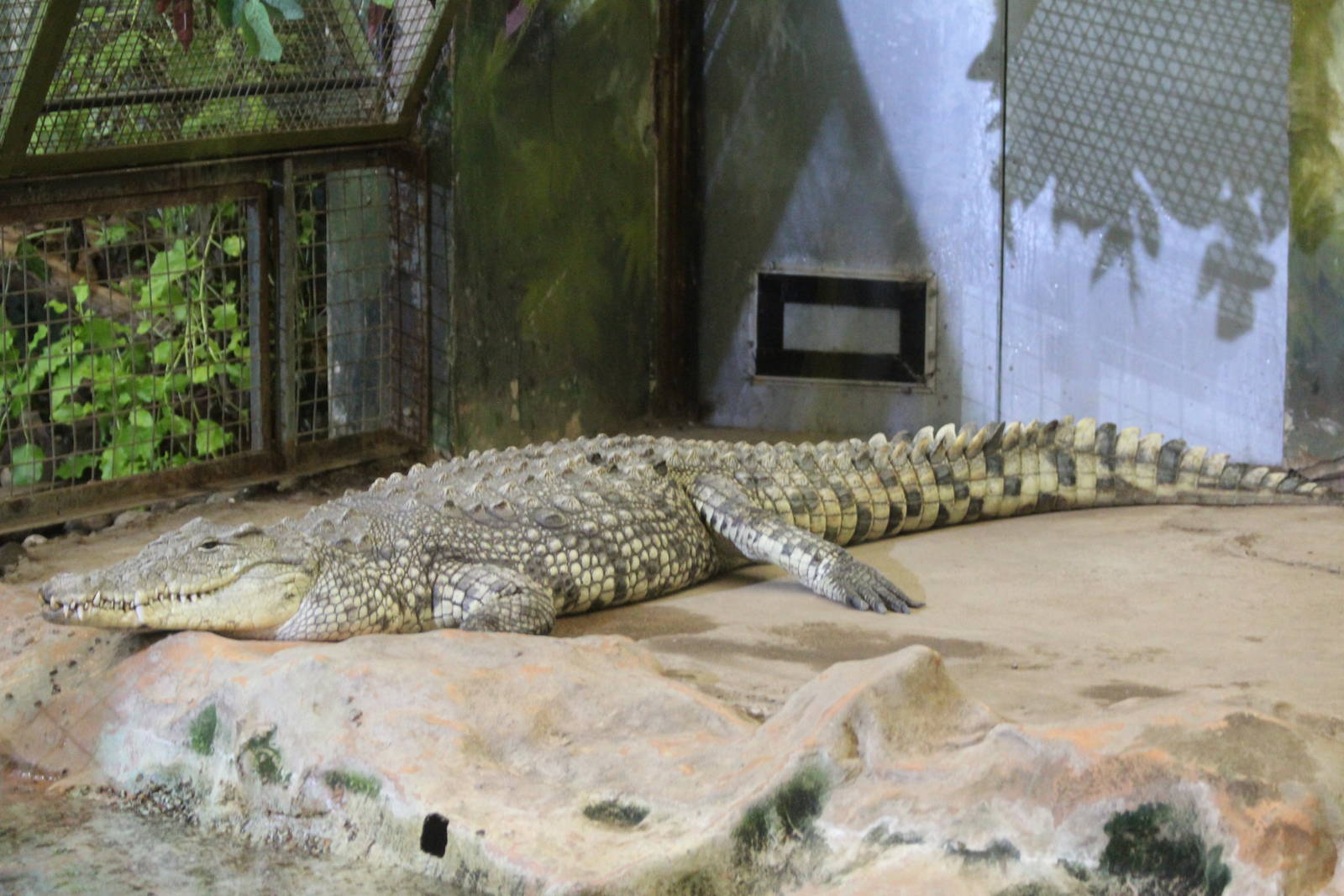 Nile Croc