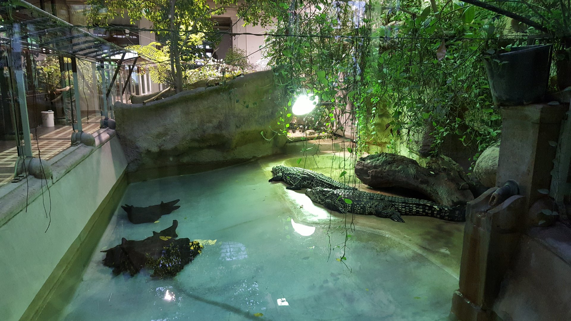 nile crococdile enclosure