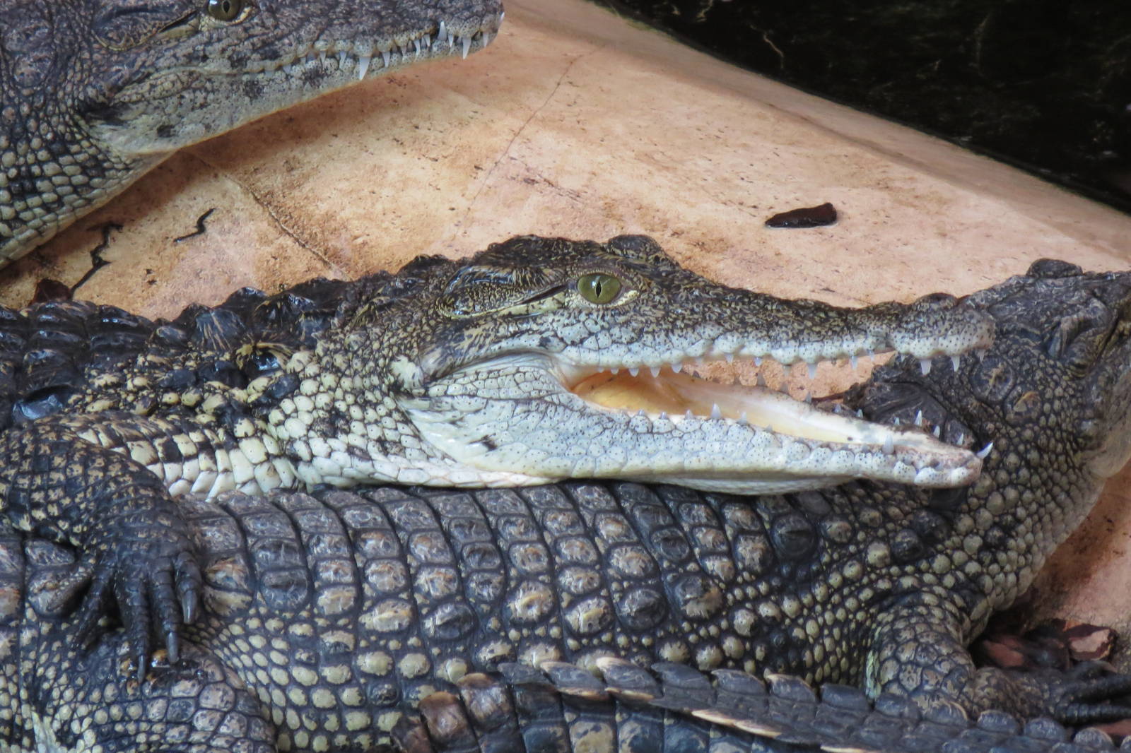 Nile Crocodile 08/14