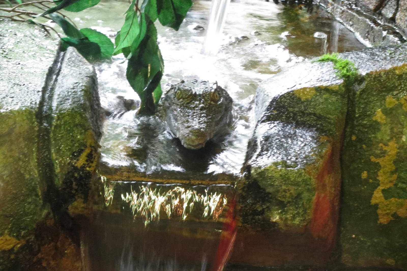 Nile Crocodile 090815