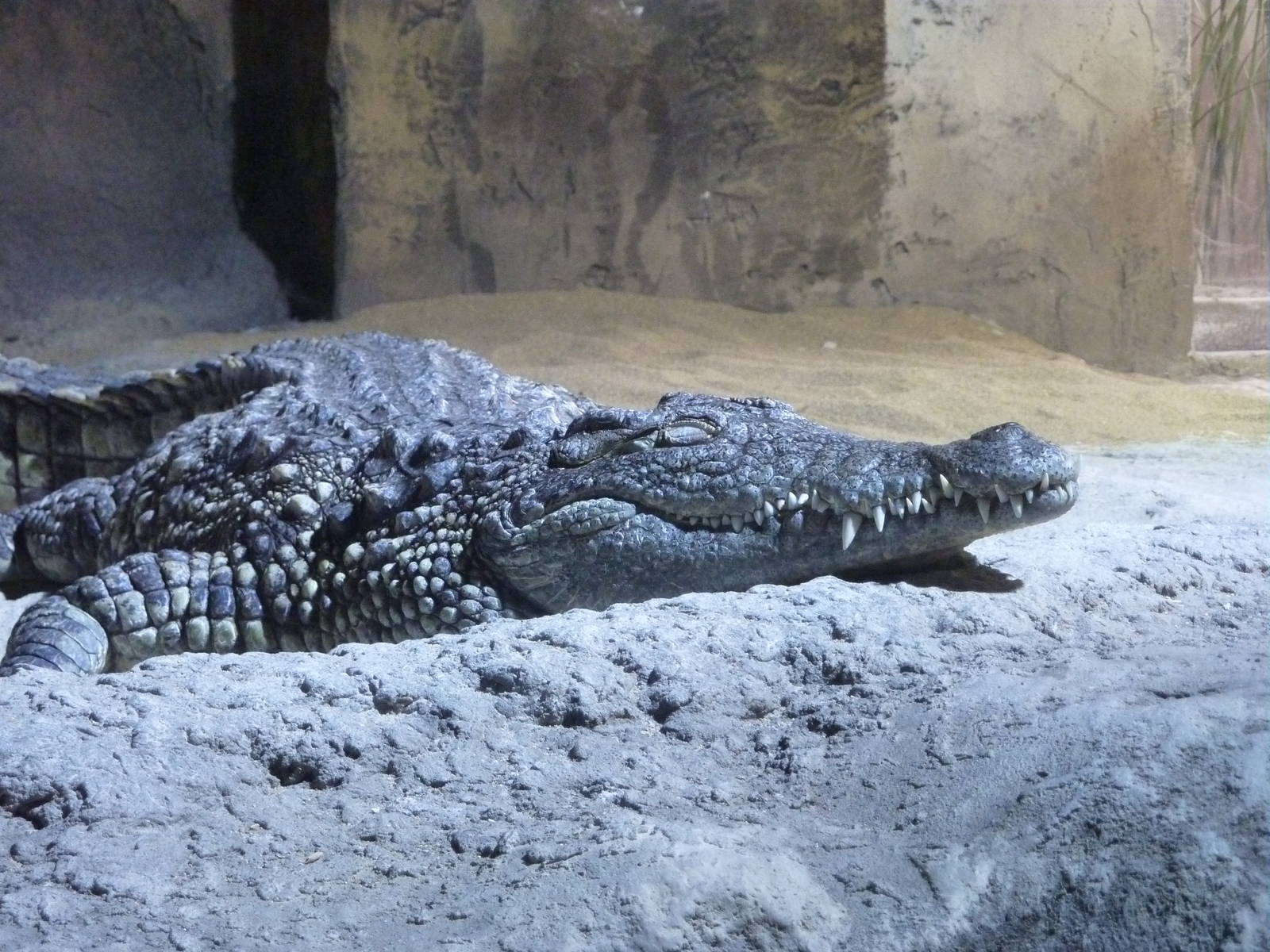 Nile crocodile, 10th April 2012