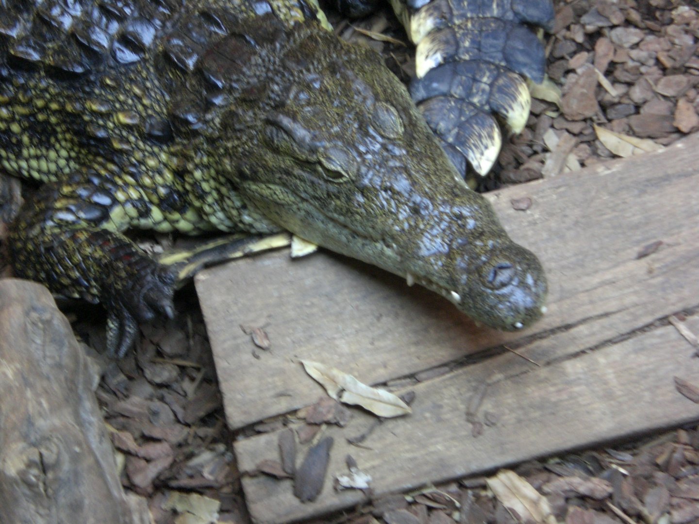 Nile Crocodile 110423