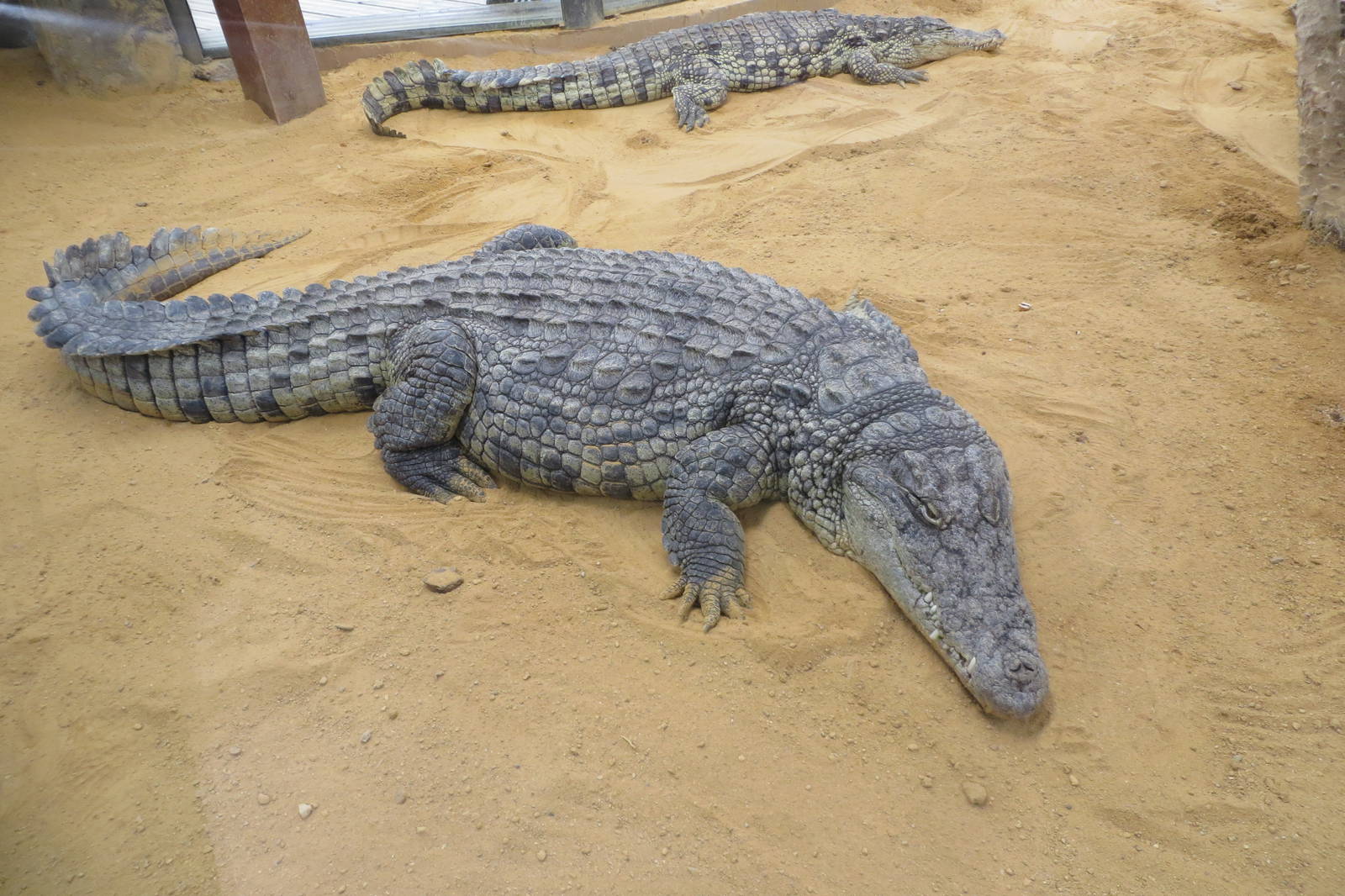 Nile Crocodile 140216