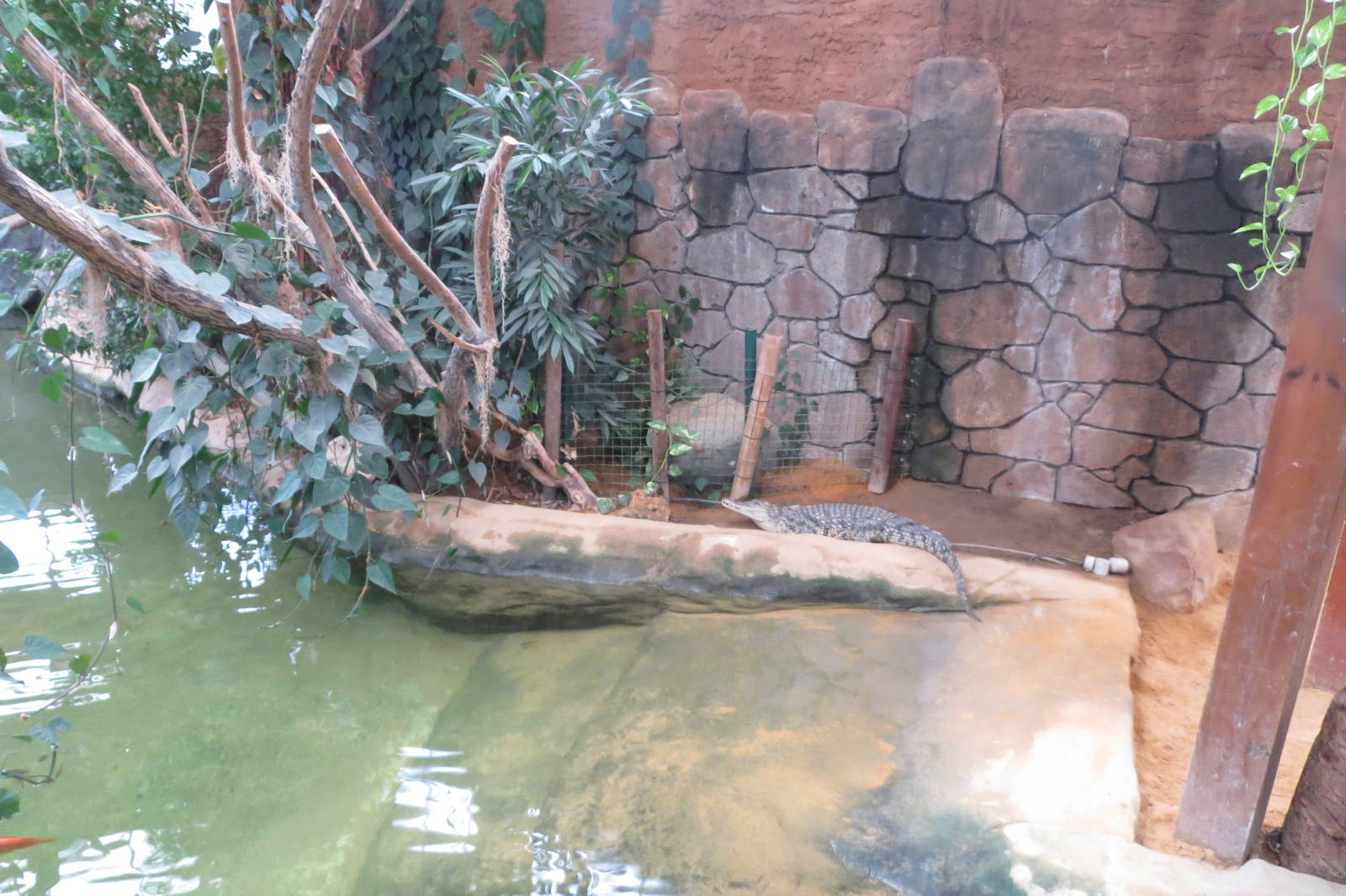 Nile Crocodile 140216