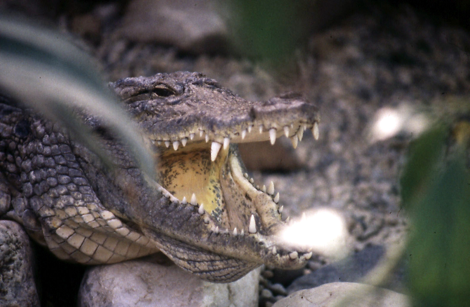 Nile Crocodile - 1984