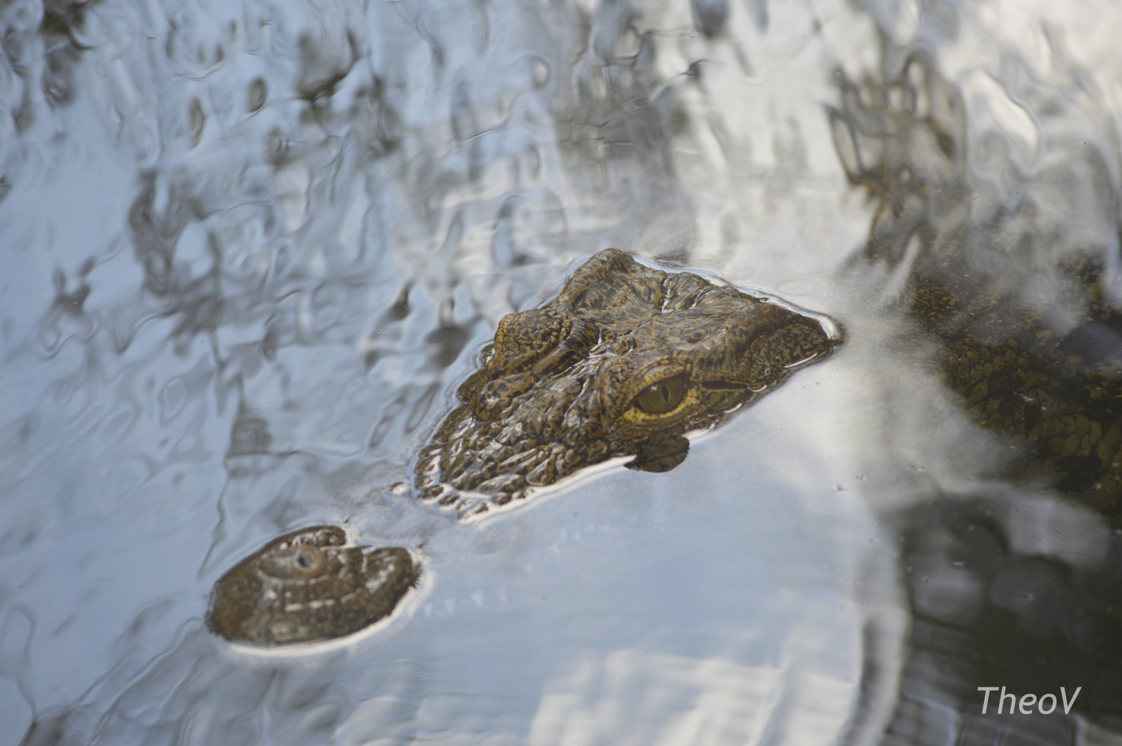 Nile crocodile [2017]