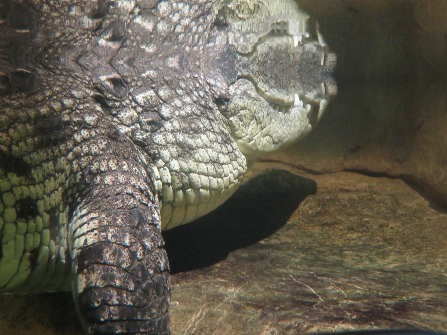 Nile Crocodile (2019)