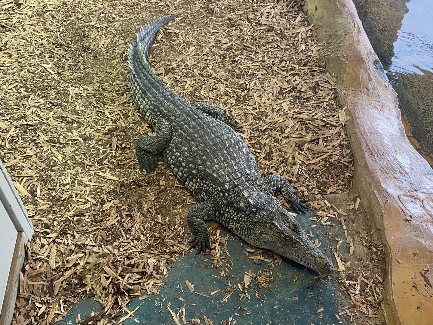 Nile crocodile 240721