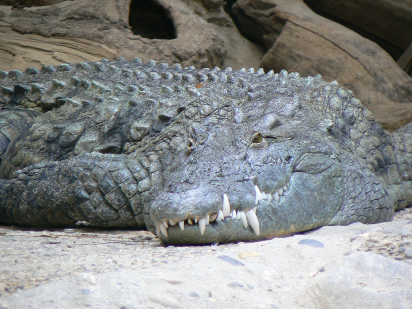 Nile Crocodile - 27 June 2018