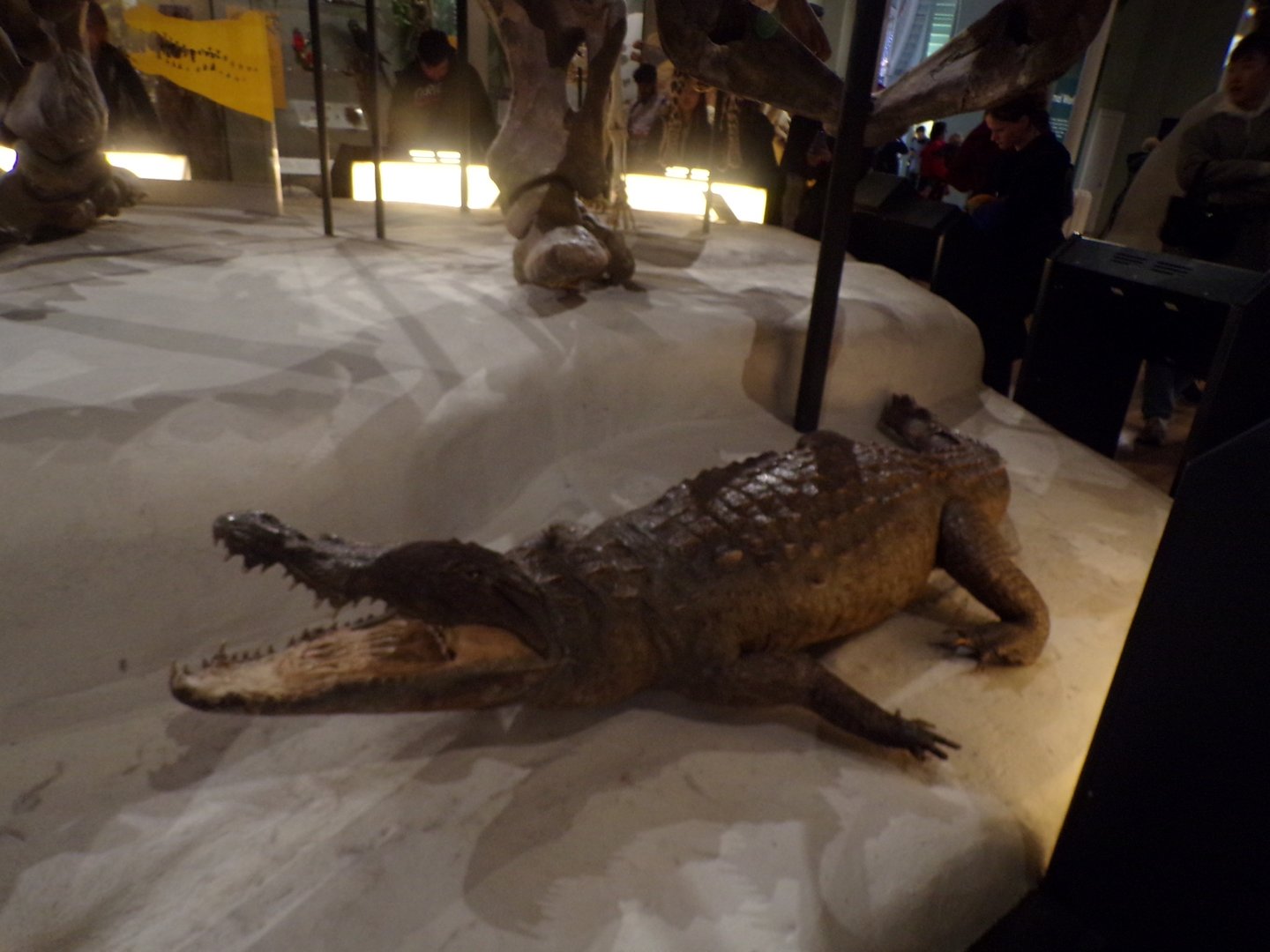 Nile crocodile 30.12.22