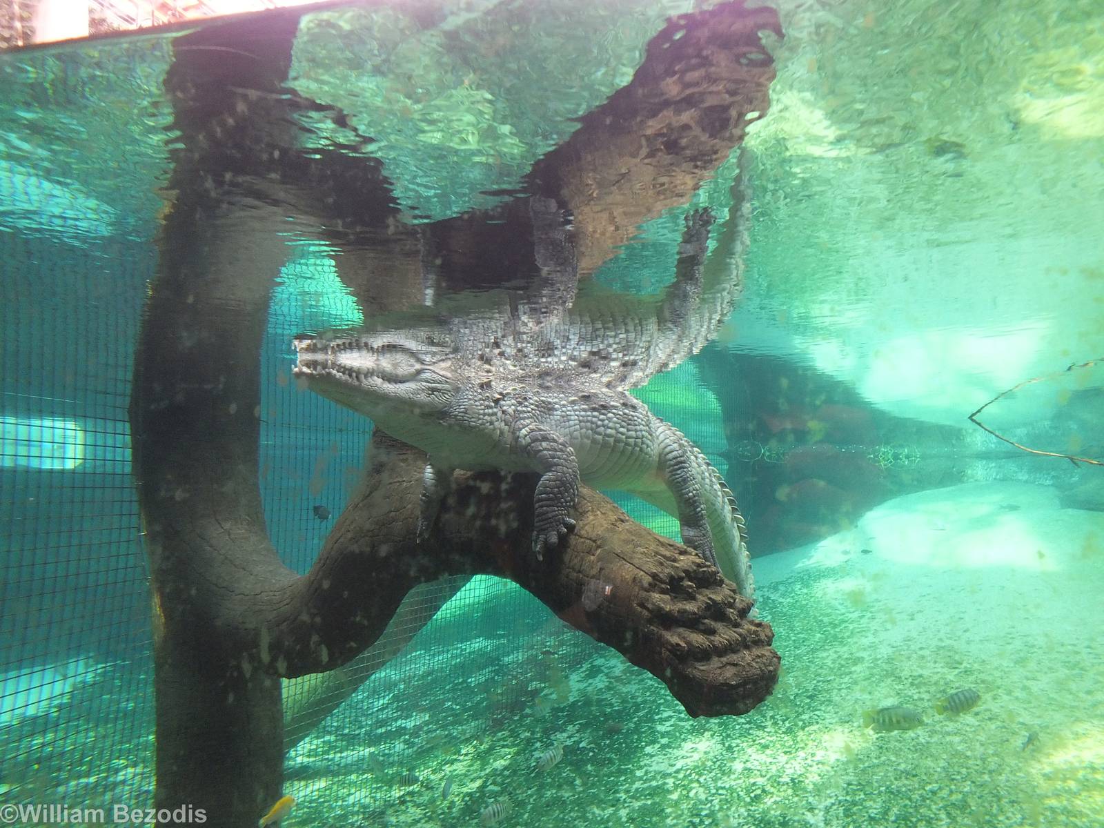 Nile Crocodile - Afrykarium